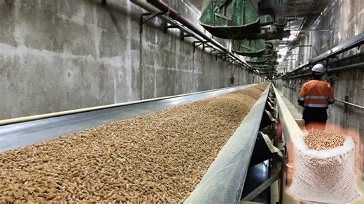 The Complete Pellet Manufacturing Process: From Raw Material to Efficient Biomass Fuel
