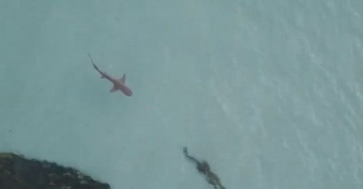 WATCH THIS: Drone footage captures deadly encounter between a shark and a crocodile