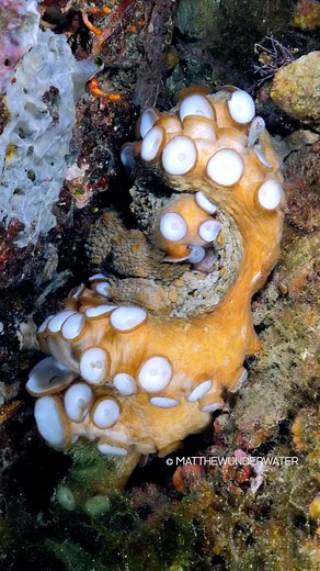 BBC Earth on Instagram: "Trying to get comfy in bed 🛏 An Octopus (Octopoda) can squeeze into very small spaces, this is because they have no bones. In fact the only solid part of their body is its beak which is about an inch in diameter. #EarthCapture by @Matthewunderwater ᐧ ᐧ ᐧ ᐧ #bbcearth #octopus #oceans #underwaterphotography #oceanphotography #wildlife #wildlifephotography #naturephotography #amazinganimals #nature #naturelovers #earth #earthlovers"