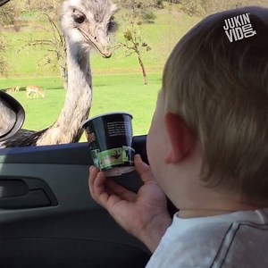 1M views · 12K reactions | OK, so what's the difference between an emu and an ostrich?? | This is Happening Daily | Facebook