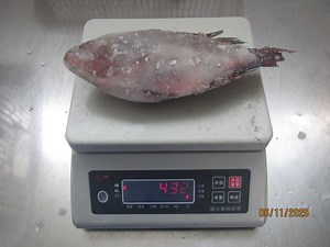 [Hot Item] Tilapia Whole Round IQF and Bqf Farmed Tilapia Fish Factory Price