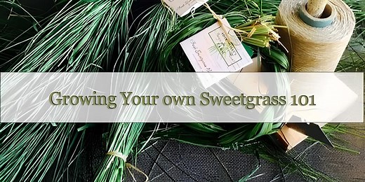 Growing Your own Sweetgrass 101 Complete Guide