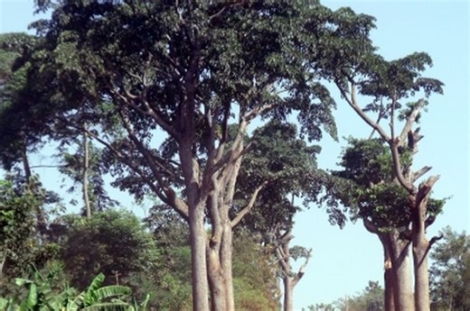 Pohon Iroko, 'Singgasana Tuhan' yang Cerminkan Aspek Spiritual dan Ekologis | National Geographic