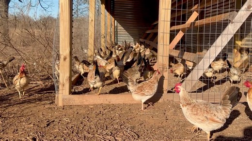 Breeding Game Chickens: Insights on Broodhens