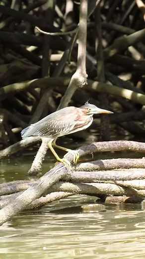 3.3K views · 94 reactions | Mangroves are some of the toughest trees...