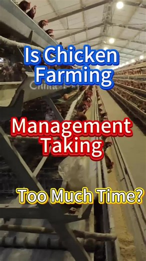 Is Chicken Farming Management Taking Too Much Time? 中文：养鸡日常管理太耗时？喂料、清粪、饮水全程自动化，无需人工值守，减少管理工作量；设备精准运行，避免人工操作误差，让养殖管理更规范。 英文：Is chicken farming management taking too much time? Fully automatic feeding, manure cleaning and watering, no manual on-duty required, reduce management work; precise equipment operation avoids human errors, making breeding management more standardized.#AutomatedPoultry #Batterycage #chickencage #Chicken #LayerFarming
