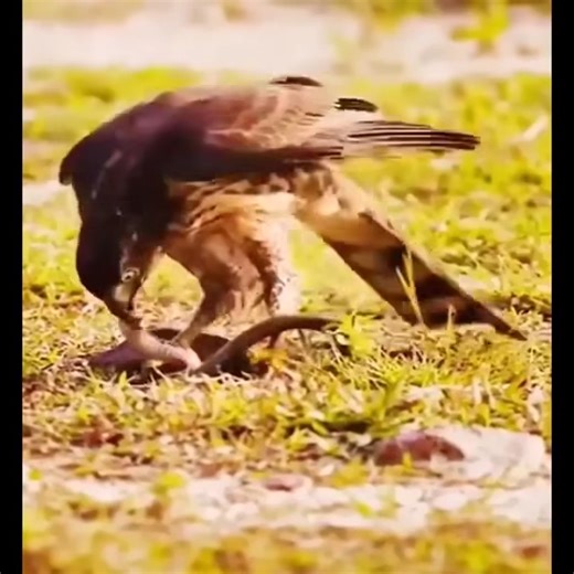 The cold and ruthless moments of African wild dog hunting #animals #animalsattack #hunting #wildlife #wildlifephotography #animalswildlife | ABMCI Mission Bouaké