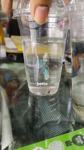 Unbelievable❌I Went to Buy Shrimp🐟But Found a Pregnant One✅||#minivlog #fishtank