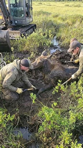 Rescuers free a moose trapped in deep swamp mud using suction release and a controlled excavator