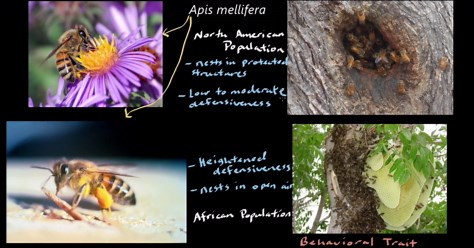 Natural selection and adaptation