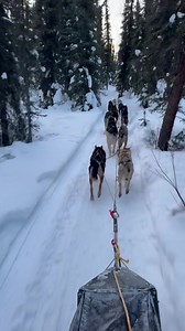 4K views · 896 reactions | One more short fast run tomorrow, drive to copper basin the next day, start the race the next! Smokin’ Aces are ready to roll! Our 9th Copper Basin 300. | Silver Ace Sled Dog Kennel | Facebook