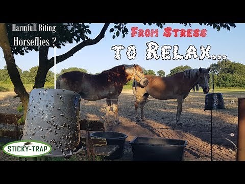 How to make a horsefly or deerfly trap? Sticky Trap Amazing horsefly trap with black bucket!