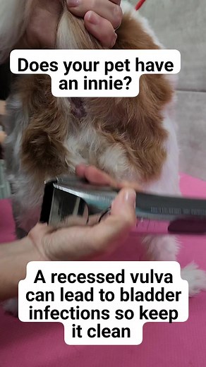 A recessed vulva, which may also be referred to as a juvenile or hypoplastic vulva, is a conformational (structural formation) issue that occurs in female dogs. In this condition, the vulva is recessed within, or partially hidden by, surrounding folds of skin. If your pet has had urinary track infections, this may be the cause. Have your groomer shave the area very well to help reduce the chance of infection. | The SPAW
