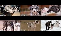 Mix of 6 videos from youtube : Service Dog Project Great Dane Cams