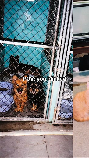 HOT OFF THE PRESS! 🔥📰 Abandoned Pet Rescue’s 30th Anniversary Calendar is here and available for pickup at our no-kill shelter in Fort Lauderdale! 🌴🐾💕 Celebrate 30 years of saving lives with our special anniversary edition calendar! Featuring beloved pets from our community, this calendar supports the over 200 adoptable cats and dogs at Abandoned Pet Rescue. 🐱🗓️🐶 Perfect for home, office or as a gift for the holidays, it’s a beautiful way to share the message of pet adoption. 100% of pro