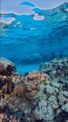 Coral Reef Underwater | Red Sea Egypt Dive