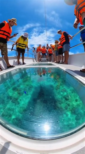 652K views · 3.4K reactions | Great White Headbutts Glass-Bottom Boat! | Wild Viral Zone | Facebook
