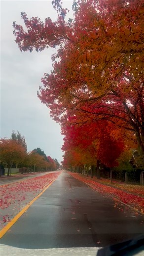 82 reactions · 15 comments | “Williams Road No. 4 to Shell Road — the beauty of fall in full color ✨” #fall #colorful #autumn #vancouver #canada | Raghu K Nair | Facebook