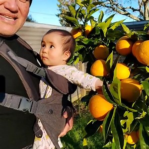 1.8K views · 179 reactions | Gizzy Valencia Oranges  . Gisborne is...