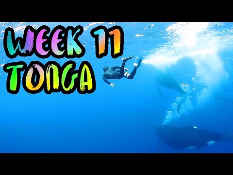 Swimming with Humpback Whales in Tonga!! BEST MOMENT EVER!! /// WEEK 11 : Vava'u, Tonga