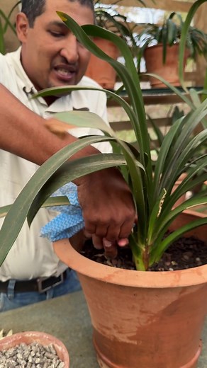 Clivia Leaf Care and Health: Tips for Maximizing Light and Plant Health
