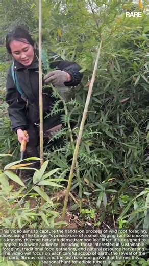 Digging Deep in Bamboo Forest: Discovering a Root Treasure Beneath the Verdant Canopy