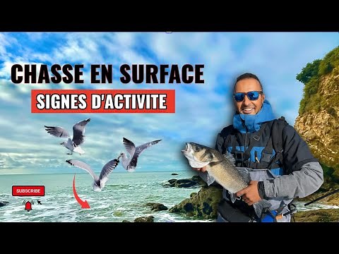 🎣Une TECHNIQUE de Pêche du BAR QUI MARCHE! 💯(testé et approuvé)
