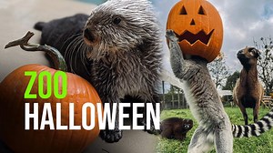 Zoo Animals Playing with Pumpkins Part II (Halloween 2021) 21 minutes of 2021 "pumpkin-richment" at Accredited Zoos & Aquariums! The Association of Zoos and Aquariums World Association of Zoos and Aquariums EAZA - the European Association of Zoos and Aquaria BIAZA Cover Photo Credit: Seattle Aquarium (L) Daniel Zupanc Fotografie at Zoo Vienna Schönbrunn (R) Video Credit: Nashville Zoo San Diego Zoo Safari Park Loveland Living Planet Aquarium Volunteers Point Defiance Zoo & Aquarium Cincinnati Zo