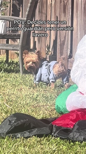 Why a Yorkie Makes the Perfect Guardian Pet