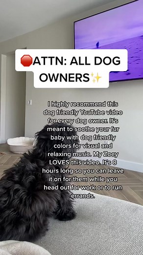 Videos for Anxious Puppies: What to Watch with Your Dog