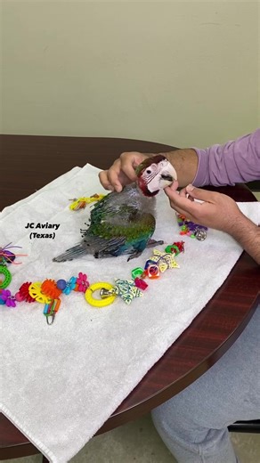 Beautiful Camelot Macaws - Unique and Stunning Hybrids!