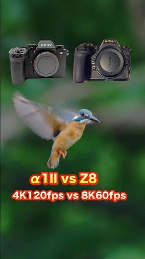 α1 II vs Z8【頂上決戦】「4K120p」vs「 8K60p」究極のカワセミホバリング比較！#α1II #Z8 #カワセミ #4K120p #8K60p #野鳥撮影 #4k #8k #8k映像