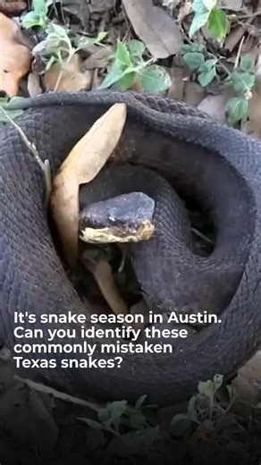 382 reactions · 63 comments | Is it a danger noodle or friend noodle?...