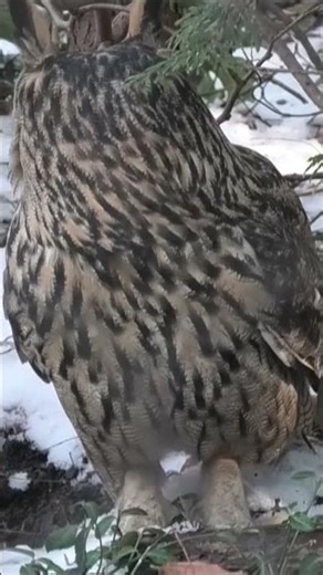 eurasian eagle owl looking around for signs of danger at the cincinnati zoo