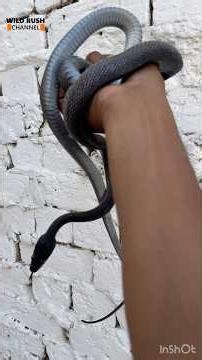Rare Black non venomous snake
