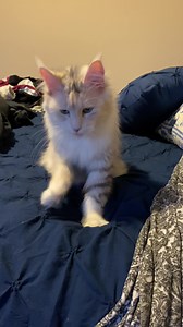 21K views · 3.2K reactions | I love Nyxie entirely too much, even if she is worthless at helping me fold laundry. | Blue Ridge Maine Coons of the Virginias | Facebook