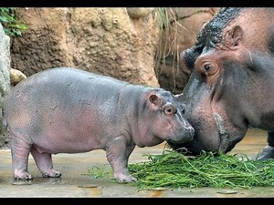 赤ちゃんカバ 屋外デビュー