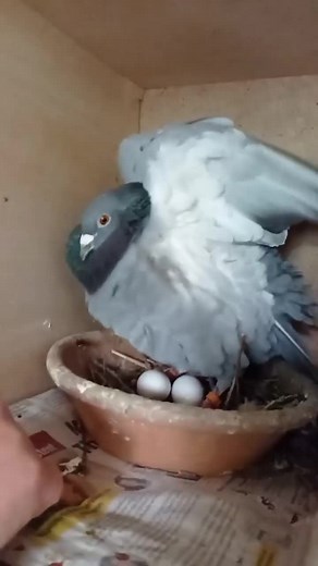 Pigeon Nesting Behavior and Egg Care