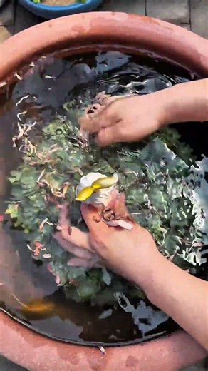 The knowledge for cleaning dead leaves succulent pot #succulent