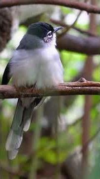 🐤 Baby bird learning to fly 🌿✨ #birds #cutebirds #viral