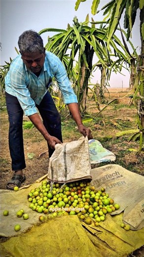 "🔥Winter Apple Ber Harvest🍒 // apple ber#shorts #farming #nature "