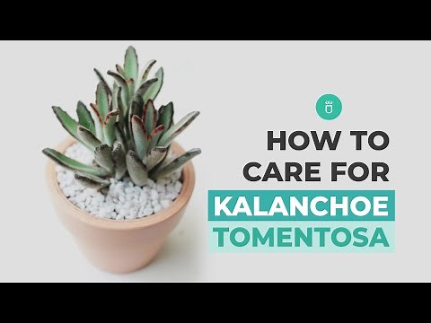 How to care for Panda Plant | Chocolate Soldier | Kalanchoe Tomentosa