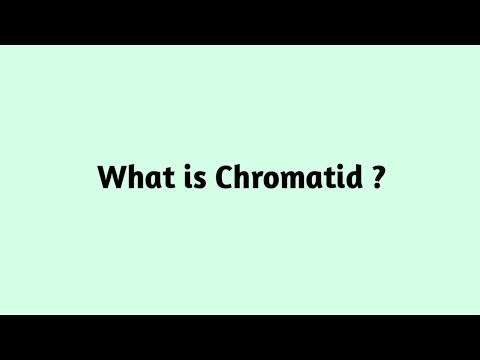 What is Chromatid ?