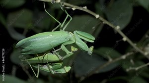 Praying mantises copulate two male and female. Mantis mating. Transcaucasian Tree Mantis (Hierodula transcaucasica). Close up of mantis insect