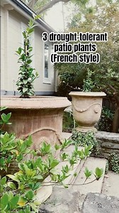 3 drought-tolerant patio plants (French garden style)