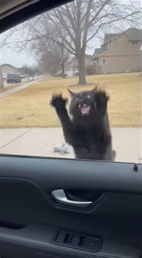 This Cat Has Serious Road Rage Issues! #funny #cat #memes