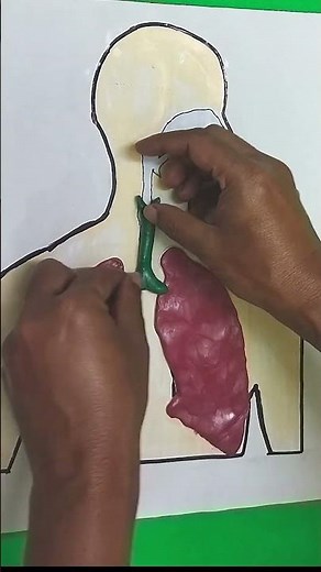 Model of lungs with Clay #Shorts #ujancreations
