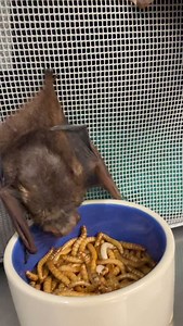 3.9K views · 2.1K reactions | Sound up for tiny munchies! Teddy a rescued juvenile Seminole bat, and Florian a rescued Eastern Red Bat, are feasting this Saturday Night. Ain’t no party like a mealworm party!  #batworld #batworldsanctuary #batrescue #batsanctuary #bats #batrehab | Bat World Sanctuary | Facebook