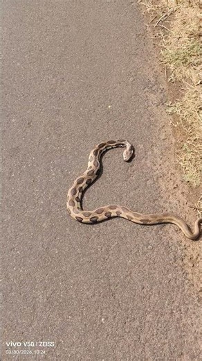 Experiencing Sindhudurg: A dead Russell's Viper (घोणस)