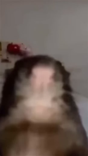 Staring Rat | Day 379: | Instagram